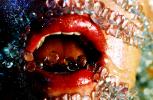 Marilyn Minter, "Gasp," 2004. C-print, 26 1/4 x 39 3/4 inches. Collection of Ani
